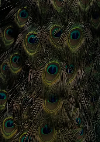 A festive collection setup featuring rich textures and peacock-inspired patterns.