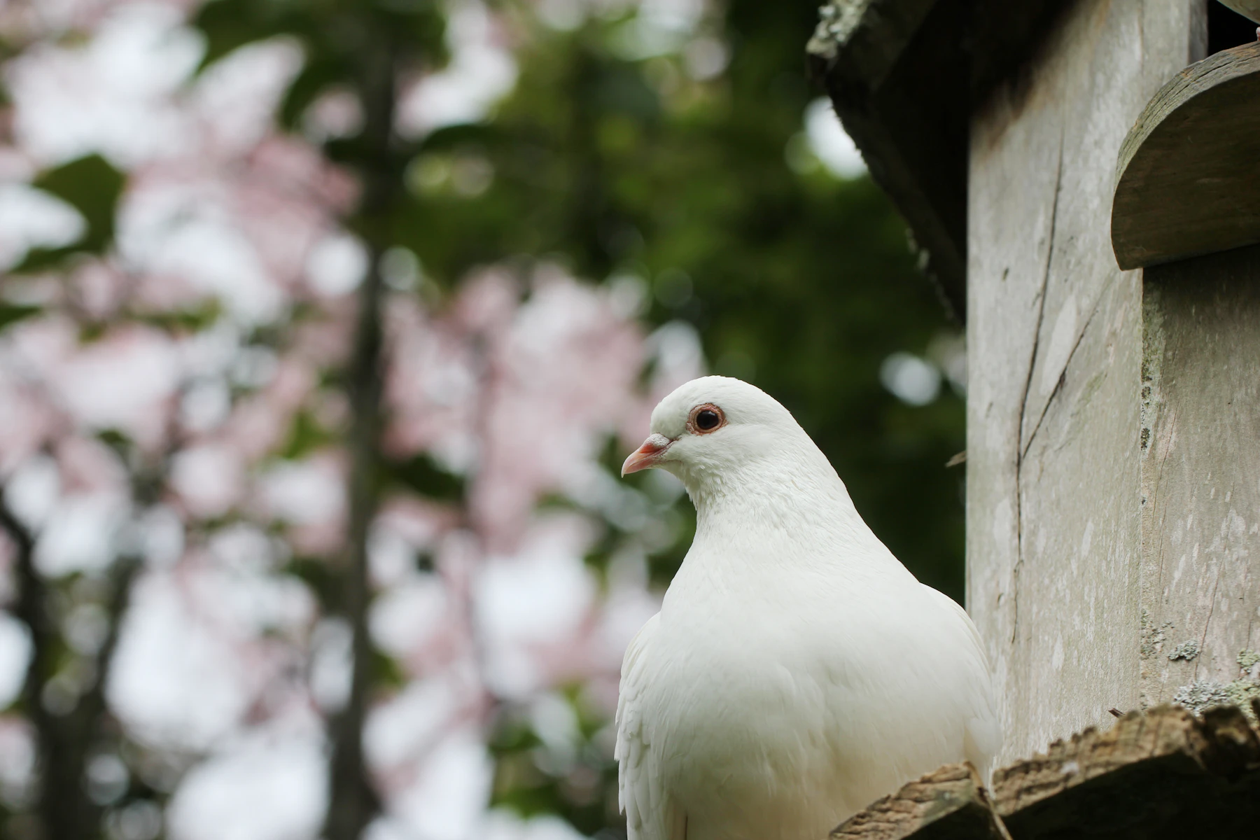 A white dove beside a weathered wooden dovecote