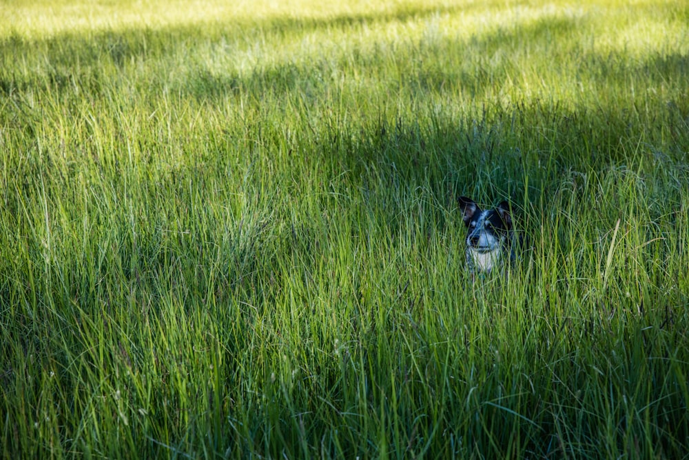 dog standing on grass field