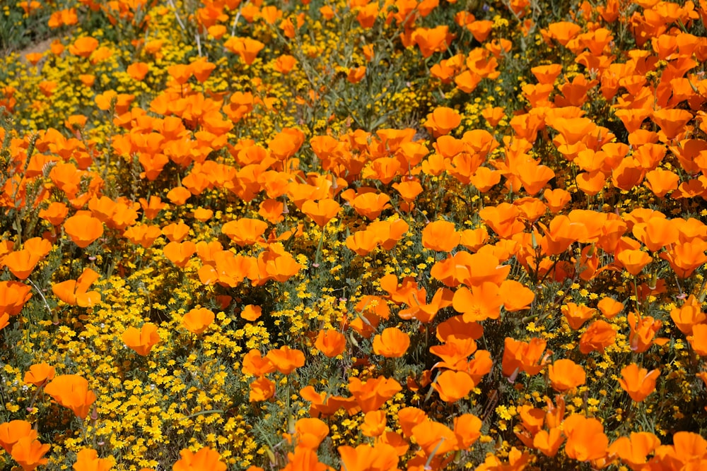 Campo de flores de pétalas amarelas