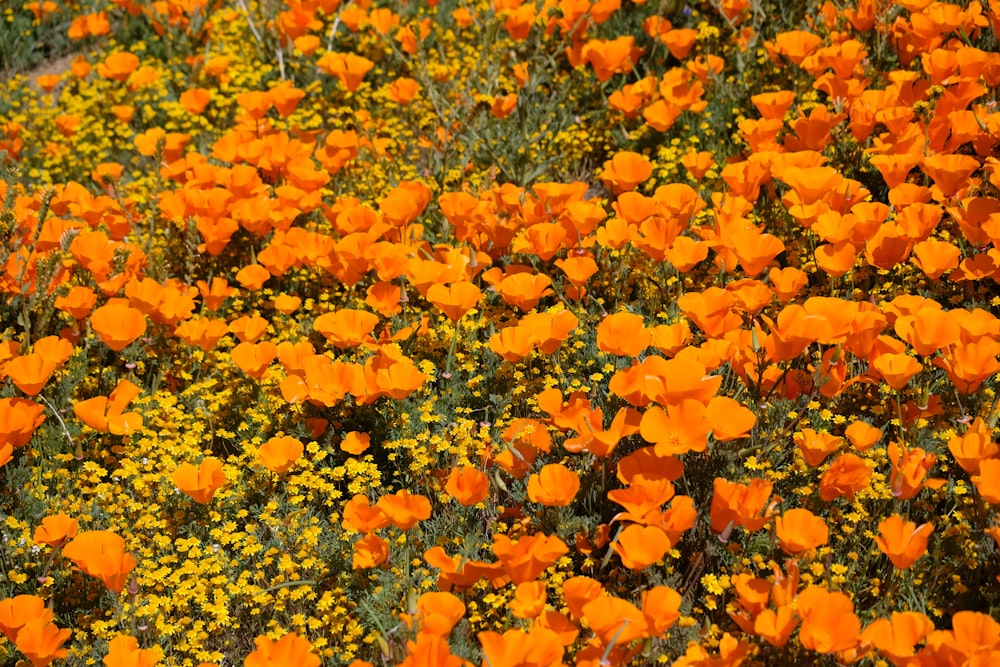 黄色い花びらの花畑