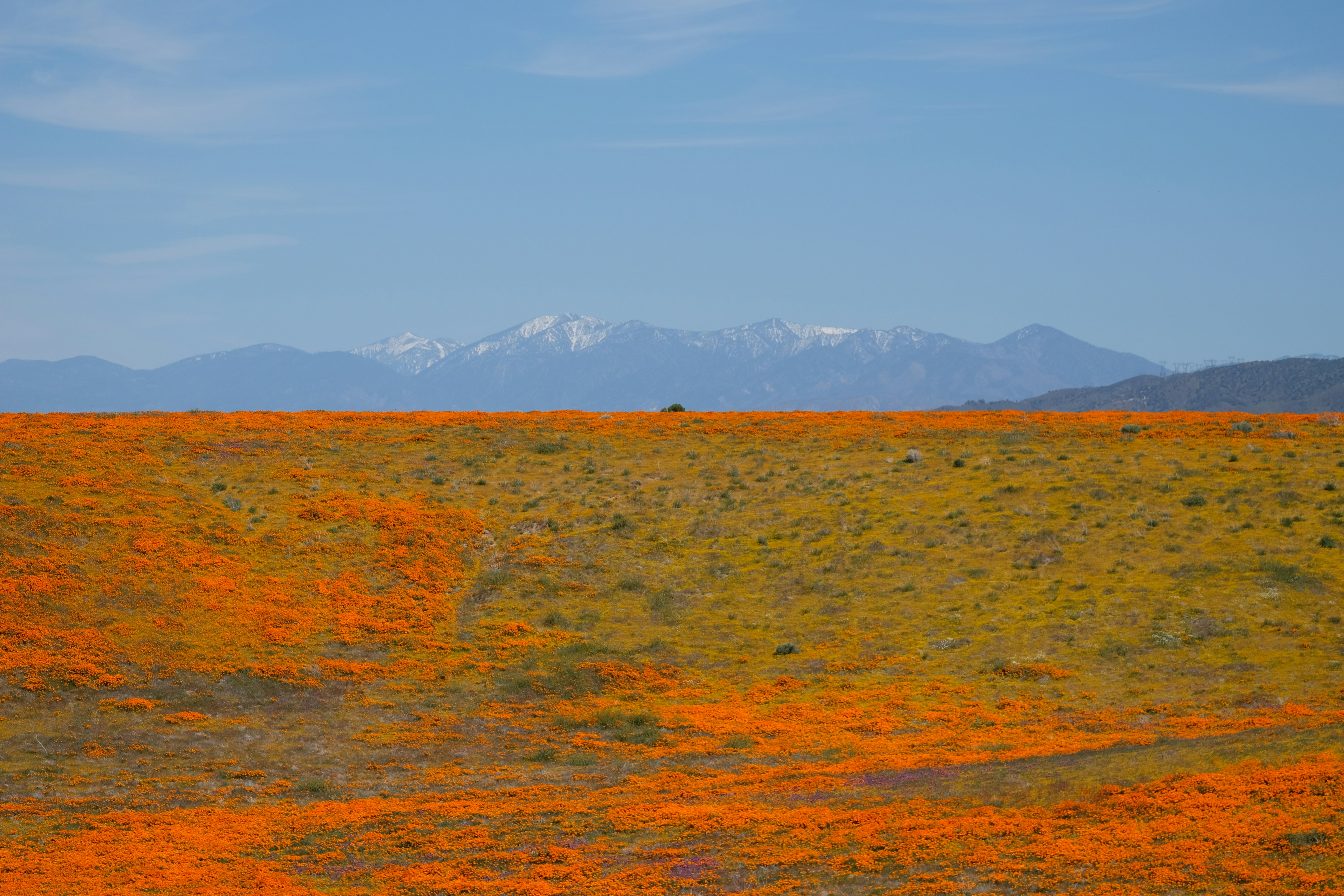 orange and green grass field, California poppies in full bloom