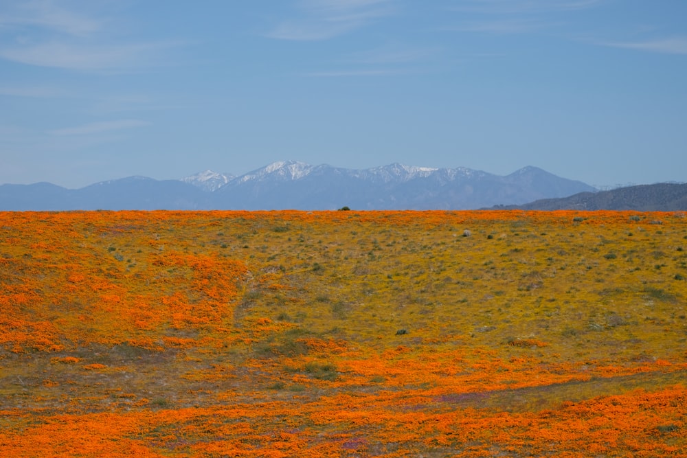 orange and green grass field