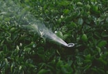 A lush, green garden bed is being watered by a sprinkler, which emits a fine mist over the dense foliage. The leaves are glossy, reflecting light due to the water.