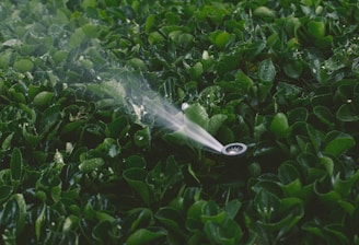 A lush, green garden bed is being watered by a sprinkler, which emits a fine mist over the dense foliage. The leaves are glossy, reflecting light due to the water.