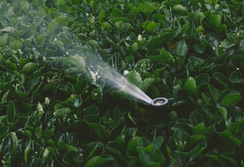 A lush, green garden bed is being watered by a sprinkler, which emits a fine mist over the dense foliage. The leaves are glossy, reflecting light due to the water.