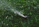 A lush garden with a sprinkler system in action.