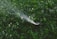 A lush, green garden bed is being watered by a sprinkler, which emits a fine mist over the dense foliage. The leaves are glossy, reflecting light due to the water.