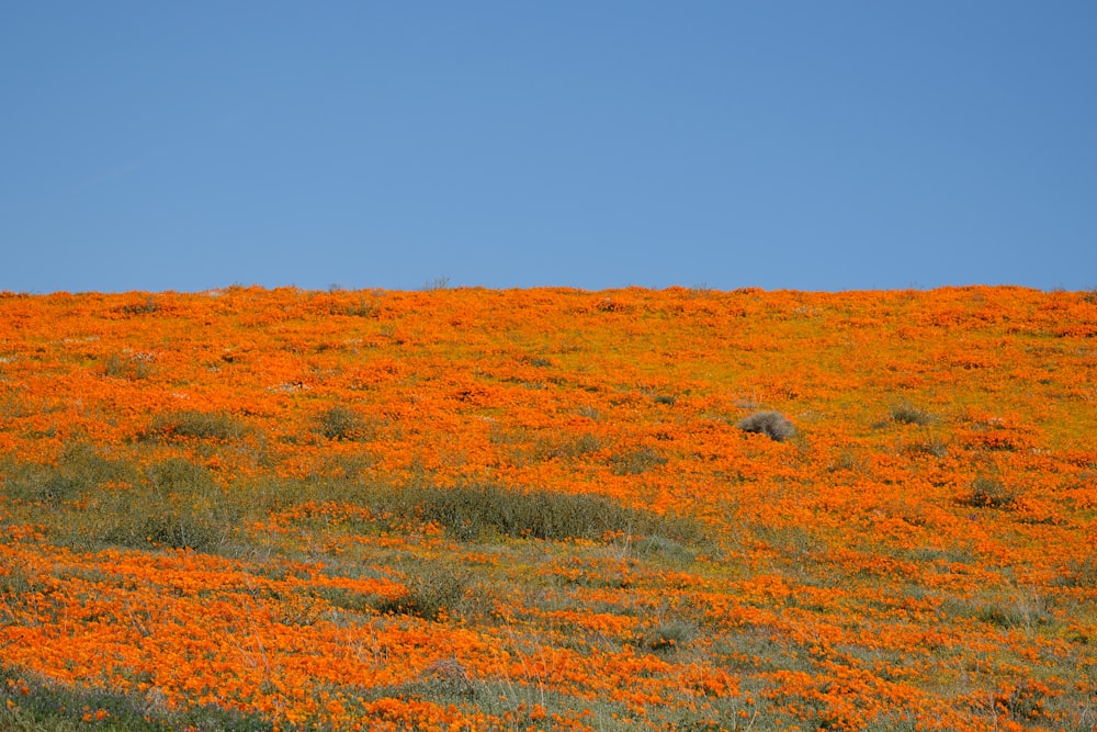 landscape photography of orange flower field