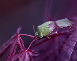 Two green shield bugs are perched on a purple-hued leaf with intricate patterns. The scene captures the fine details of the insects' exoskeletons and the rich textures of the leaf.