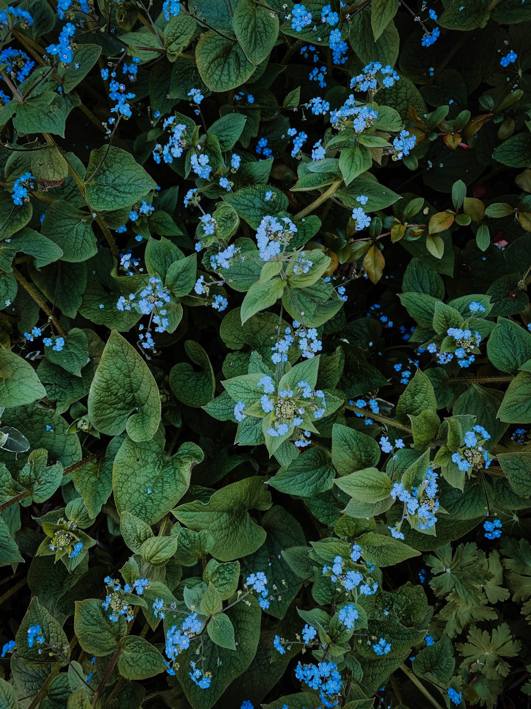 blue petaled flower blooming