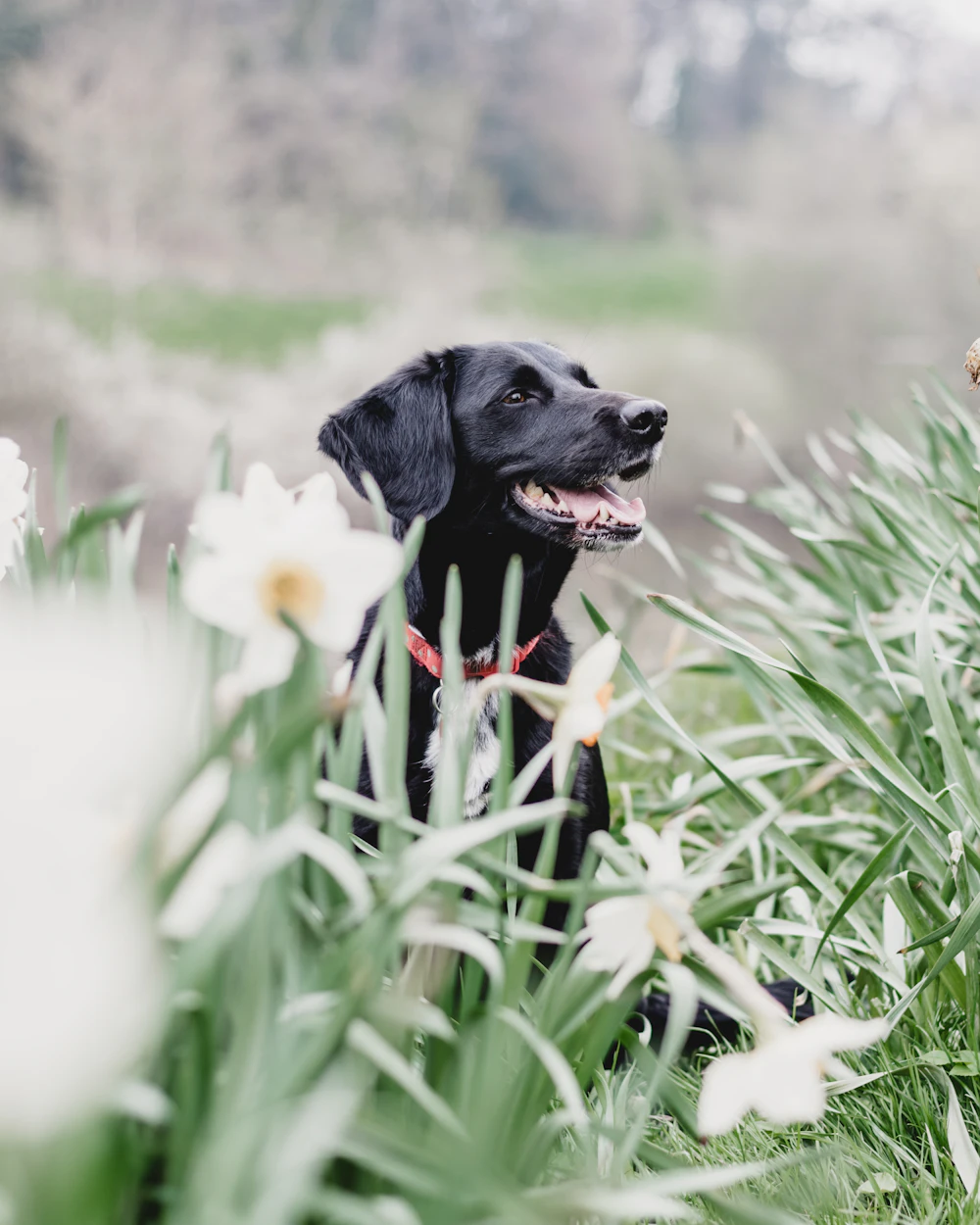 Reading your animal's body condition