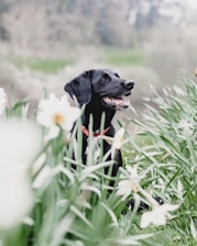 black dog behind plants