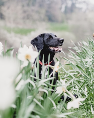 black dog behind plants