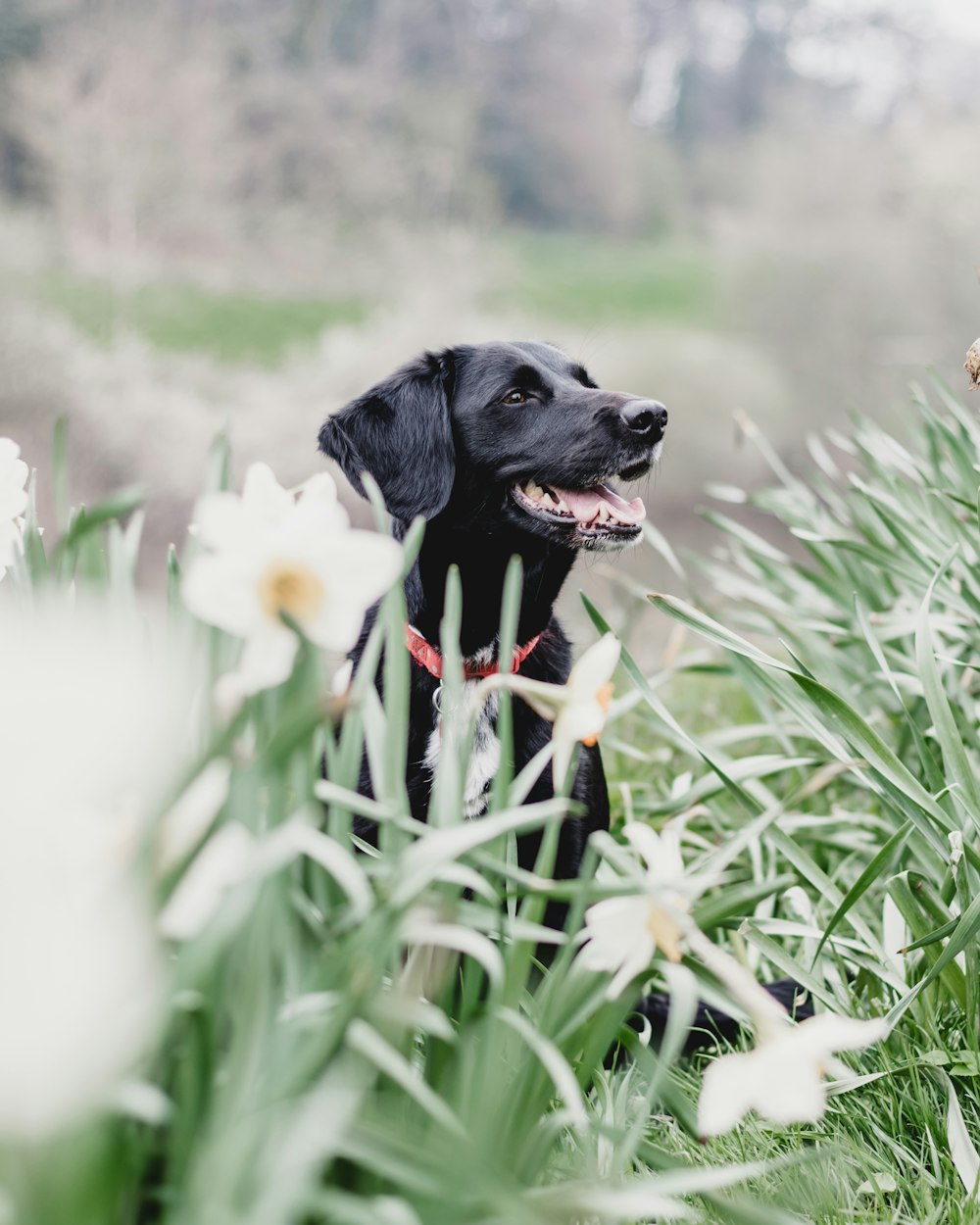 black dog behind plants