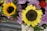 A vibrant arrangement of flowers featuring prominently two large sunflowers with bright yellow petals and rich brown centers. Surrounding them are soft purple roses and a scattering of small red flowers. The lush green leaves add freshness and depth to the composition.