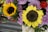 A vibrant arrangement of flowers featuring prominently two large sunflowers with bright yellow petals and rich brown centers. Surrounding them are soft purple roses and a scattering of small red flowers. The lush green leaves add freshness and depth to the composition.