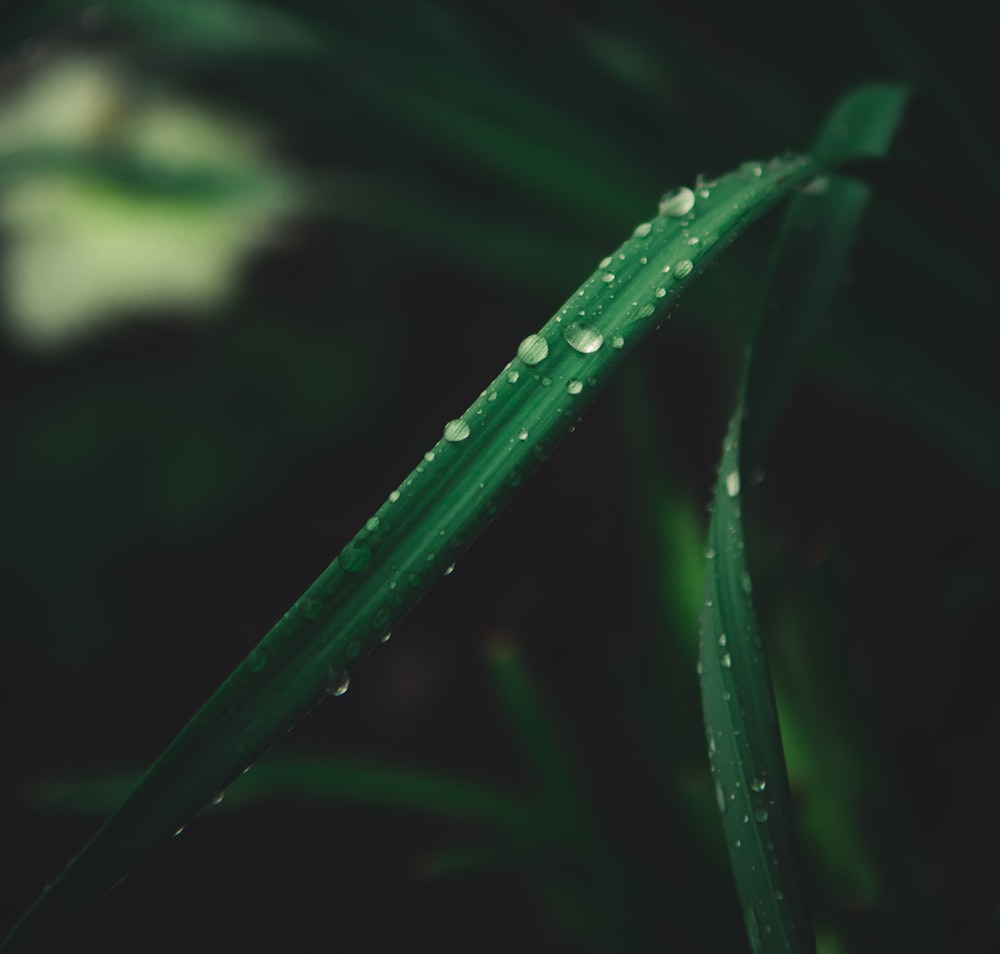 close-up of linear leafed plant