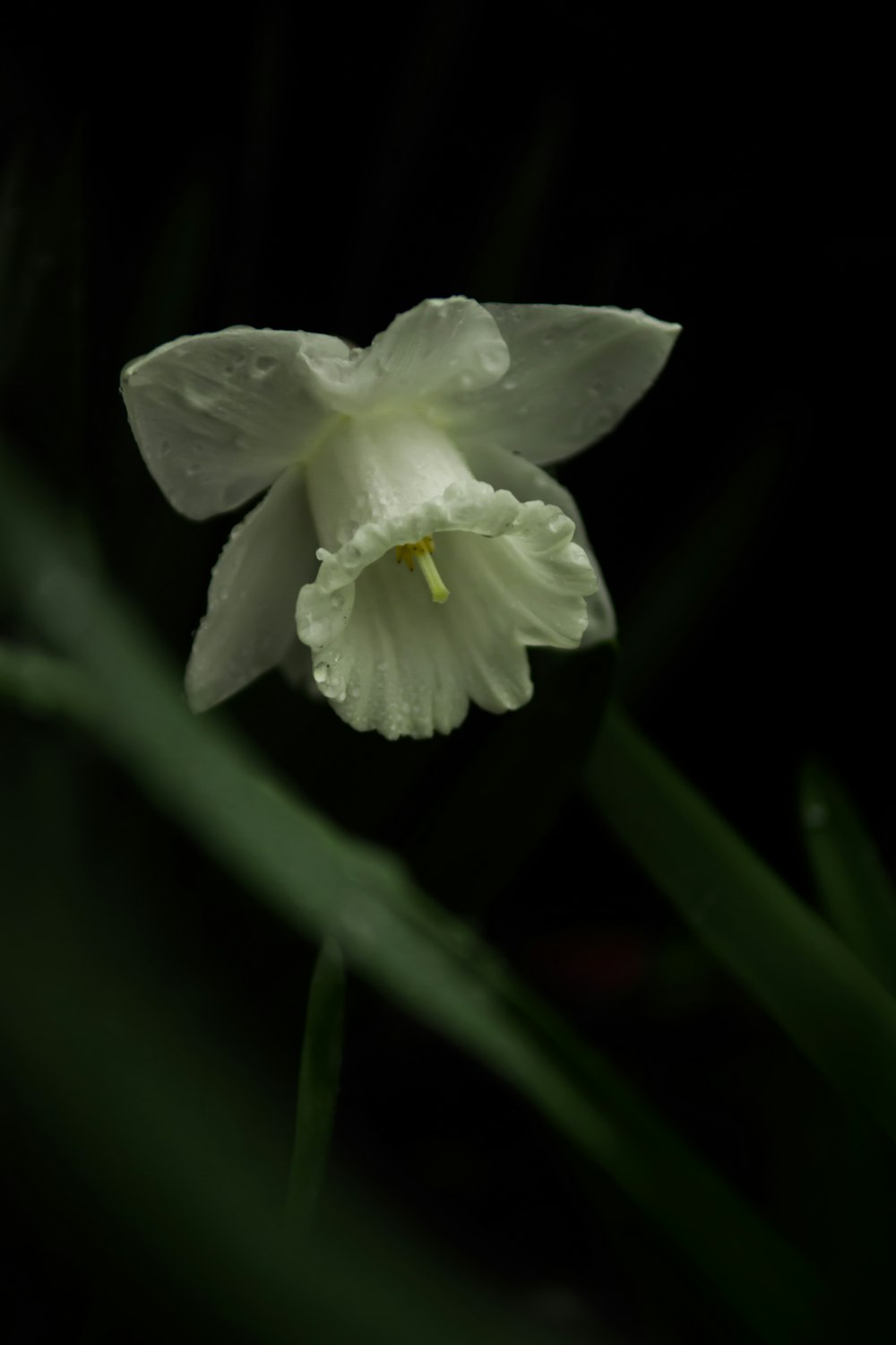 white-petaled flower