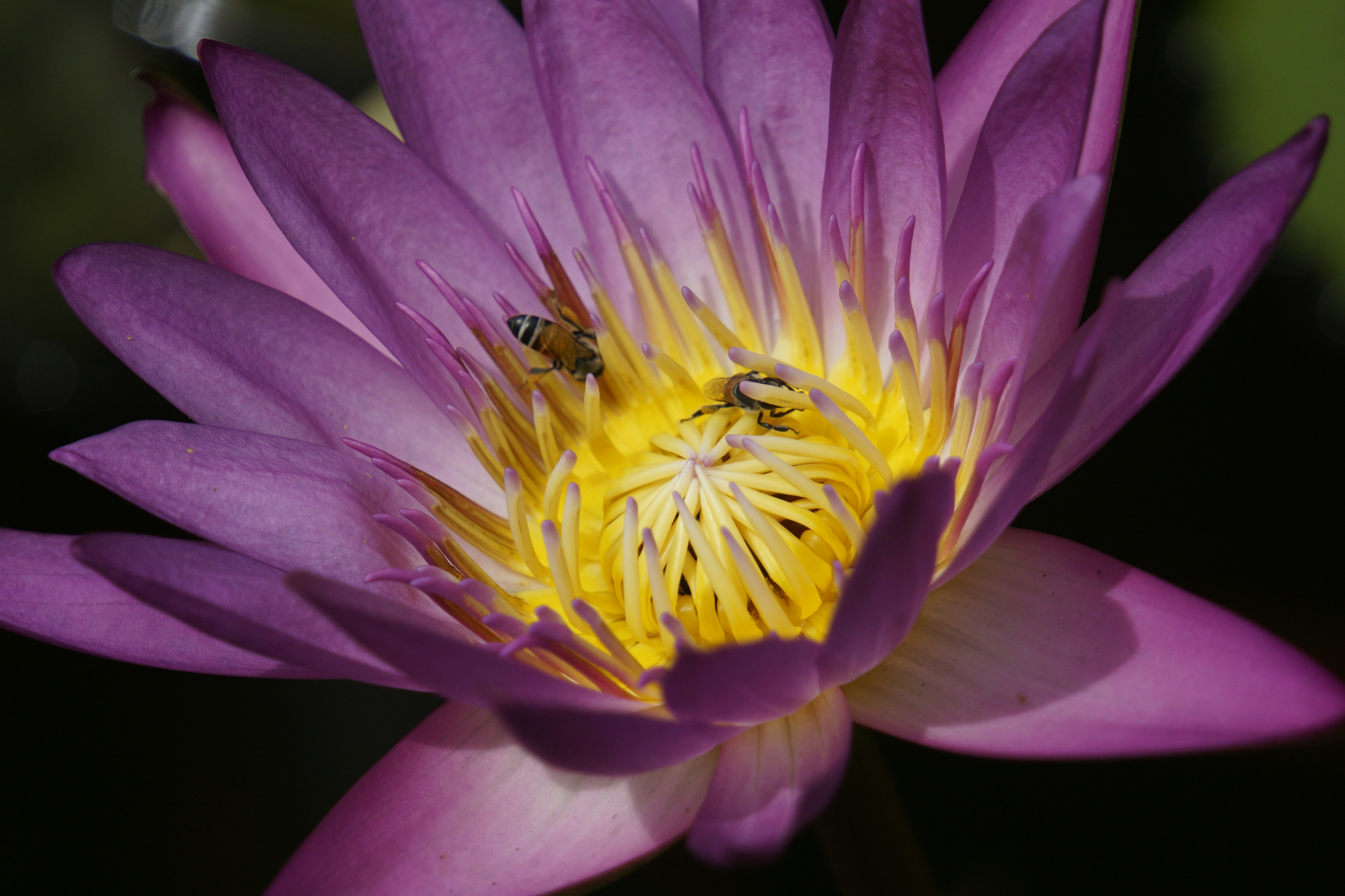 Photo by prashant_mukherjee