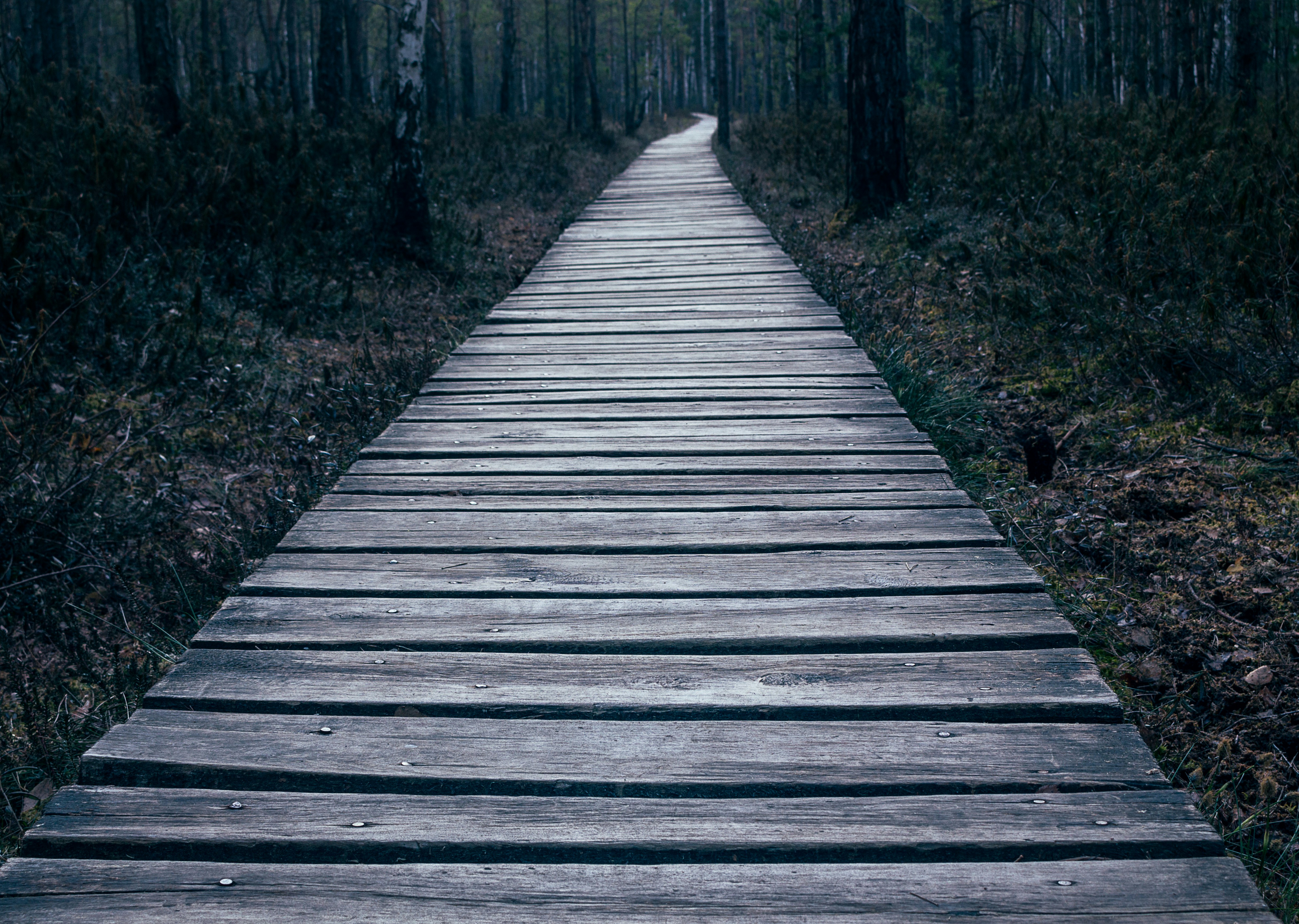 empty wooden pathway on forest