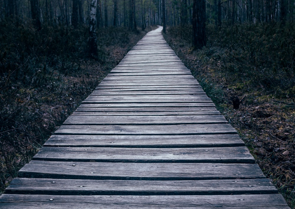 empty wooden pathway on forest