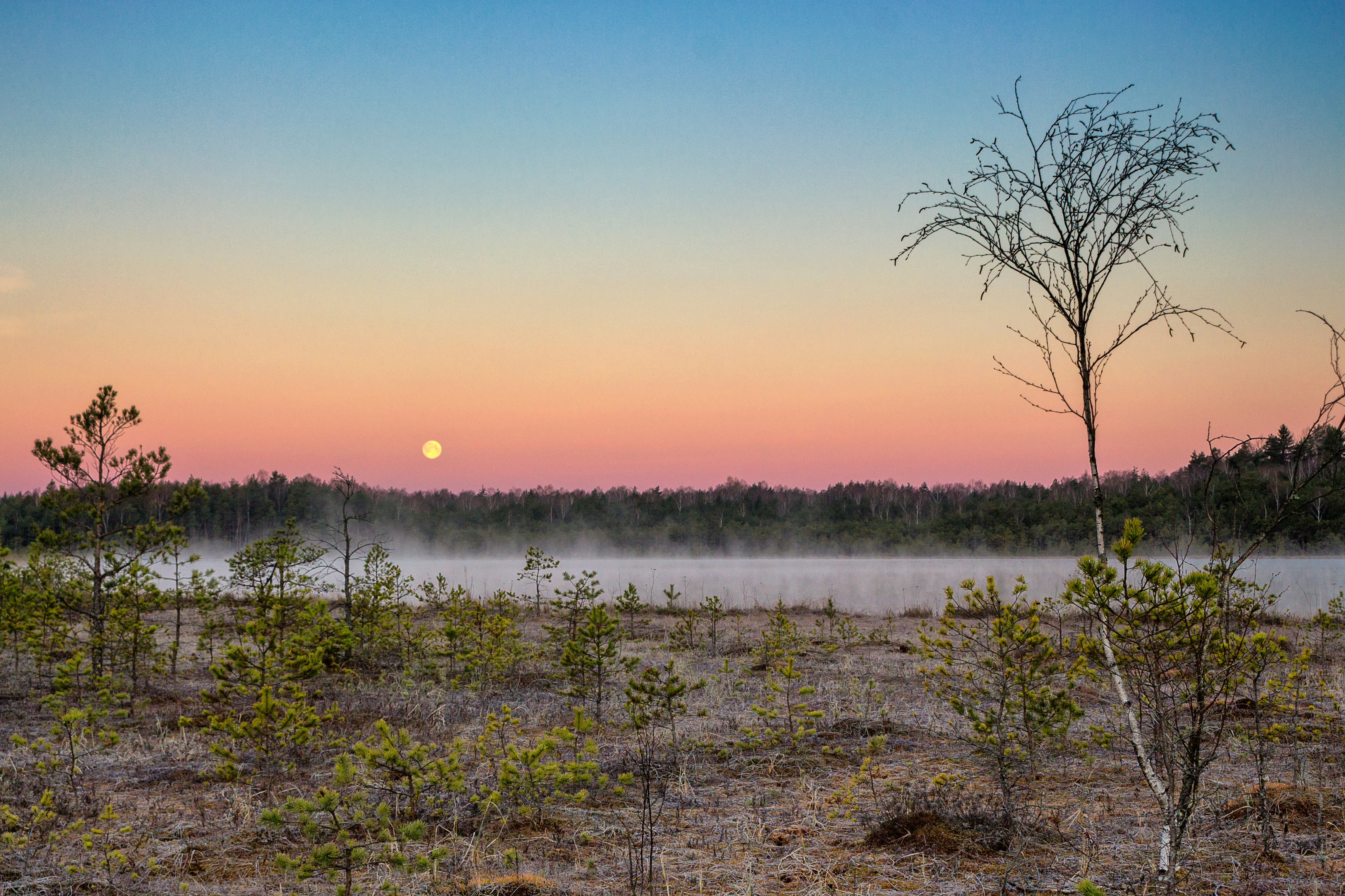 landscape photography of trees near body of water during golden hour
