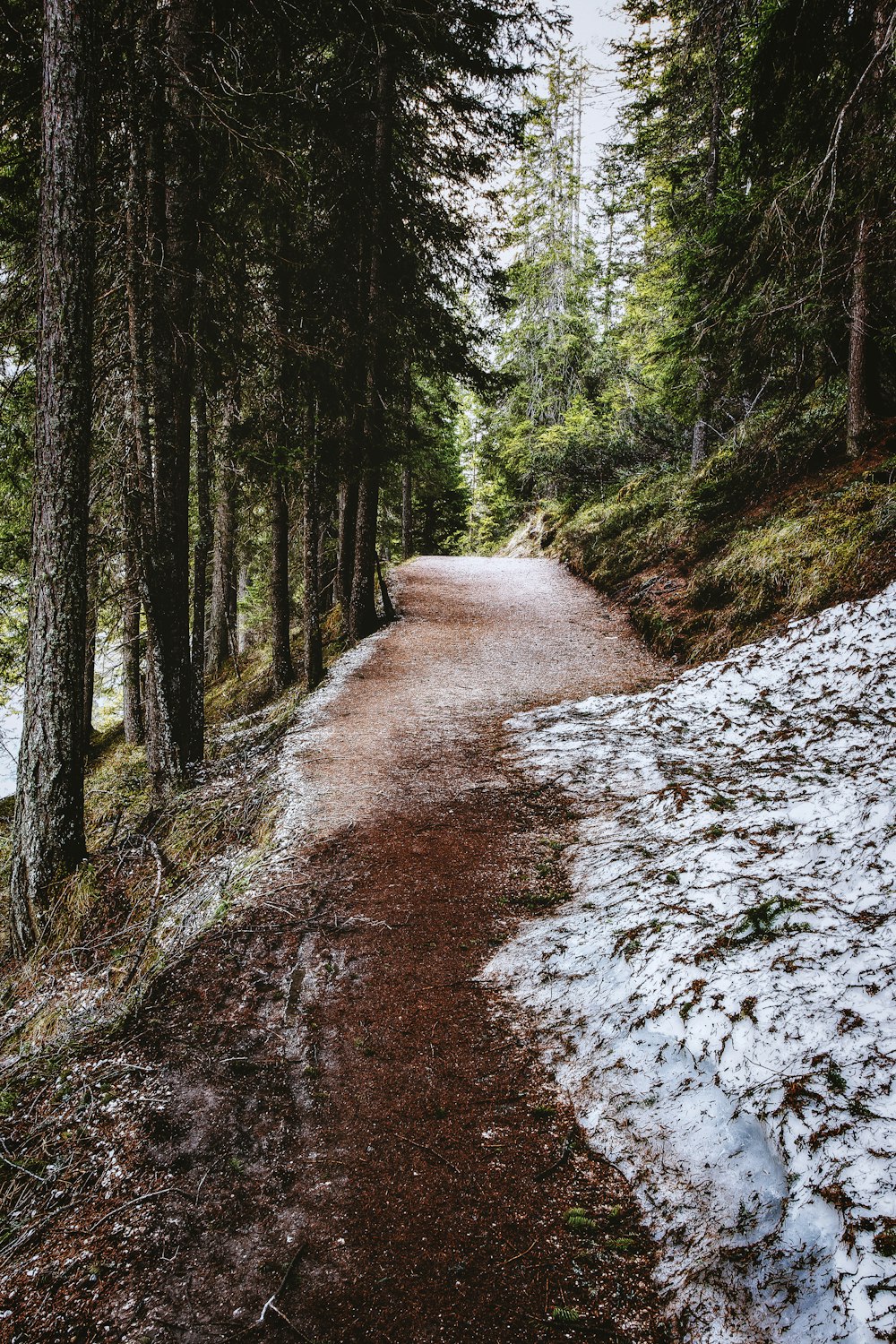 pathway surround with trees