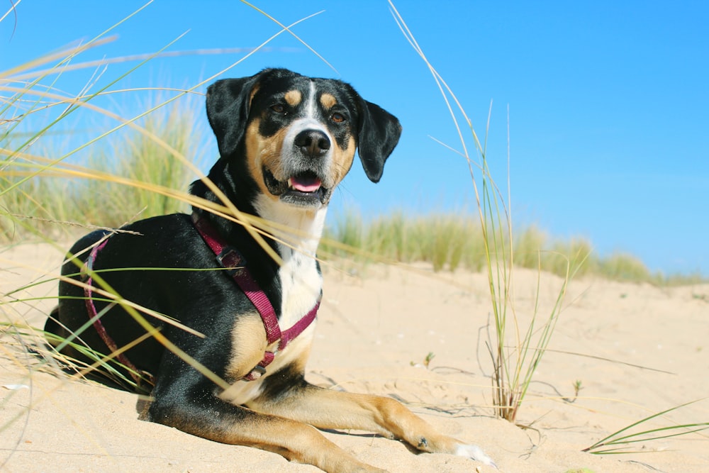 dog lying beside grass on seashore