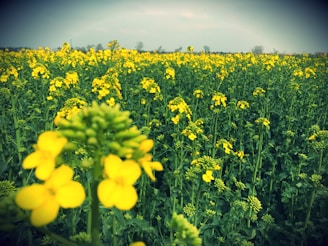 A vast field filled with bright yellow flowering plants stretches across the landscape. The foreground features a close-up of blooming mustard flowers, with the background fading into a slightly blurred horizon. The sky above is overcast, lending a serene atmosphere to the scene.