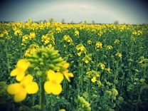 A vast field filled with bright yellow flowering plants stretches across the landscape. The foreground features a close-up of blooming mustard flowers, with the background fading into a slightly blurred horizon. The sky above is overcast, lending a serene atmosphere to the scene.