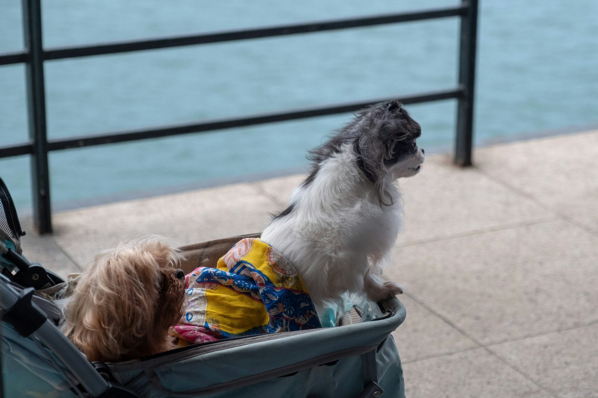 dog stroller