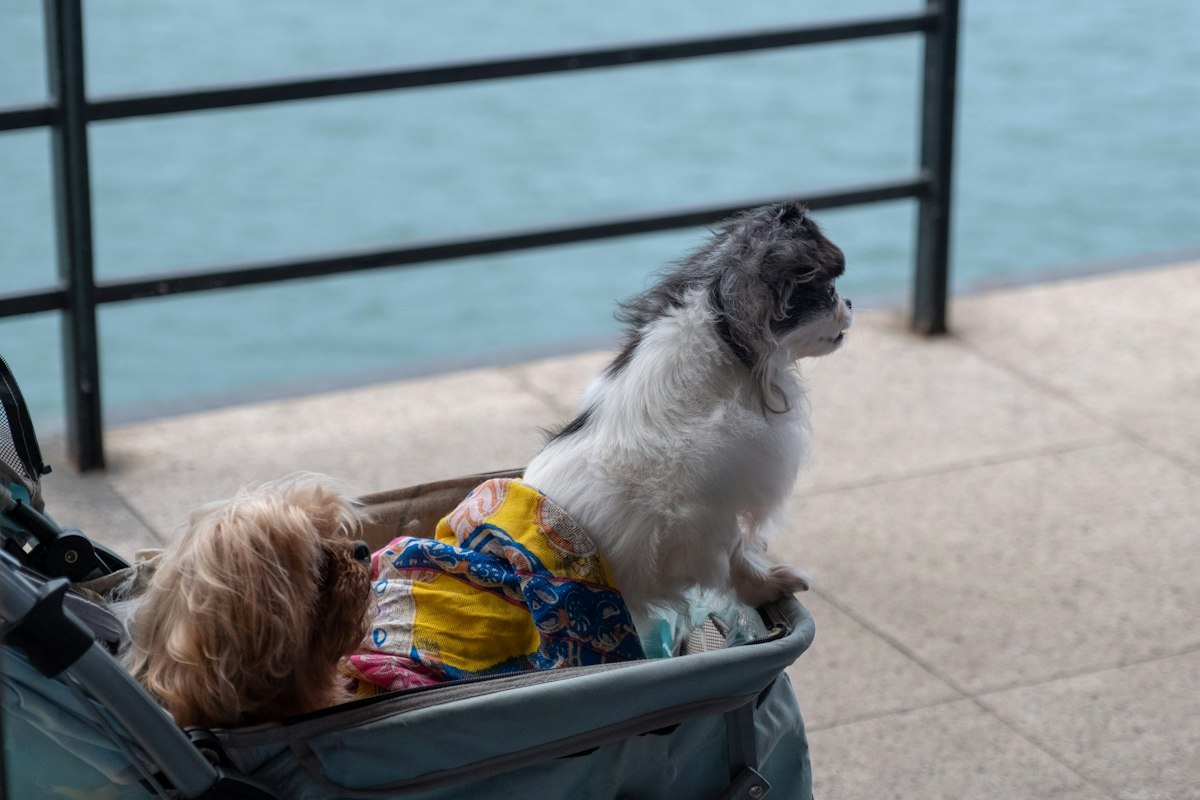 Two dogs riding in a stroller beside metal railings on a city walk