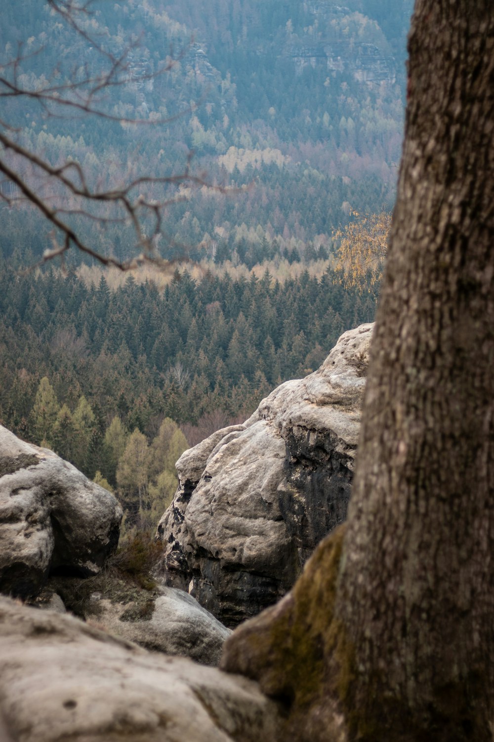 a view of a forest from a high point of view