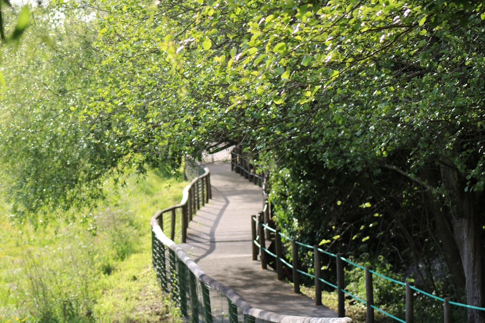 bridge near trees during daytime