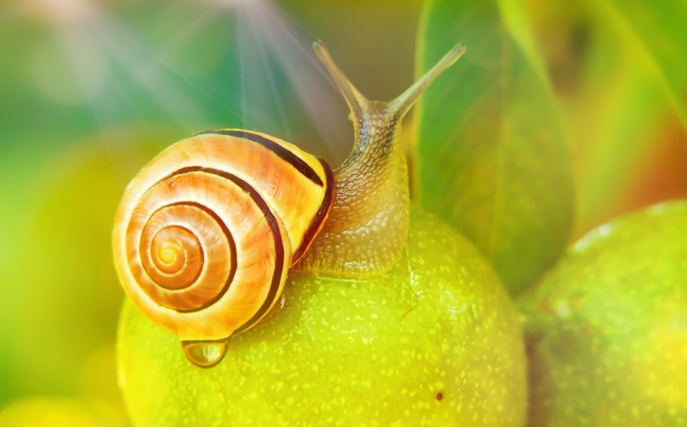 close-up photo of brown snail