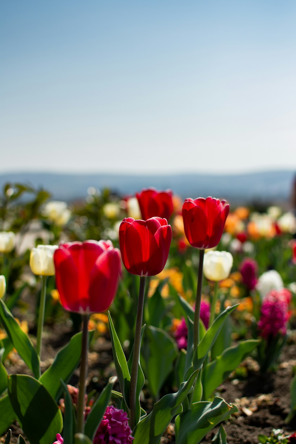 red and white flower field