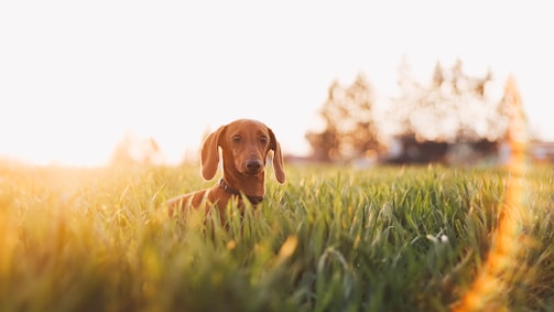 A dachshund dog sits in a lush green field with sunlight softly illuminating the grass and creating a warm, serene atmosphere. The background is slightly blurred with hints of trees, suggesting a natural outdoor setting.