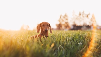 A dachshund dog sits in a lush green field with sunlight softly illuminating the grass and creating a warm, serene atmosphere. The background is slightly blurred with hints of trees, suggesting a natural outdoor setting.