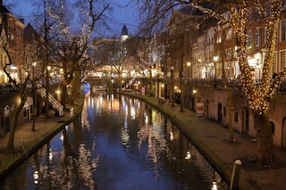 lighted trees near body of water during daytime