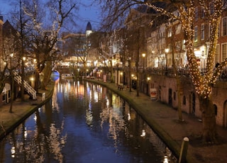 lighted trees near body of water during daytime