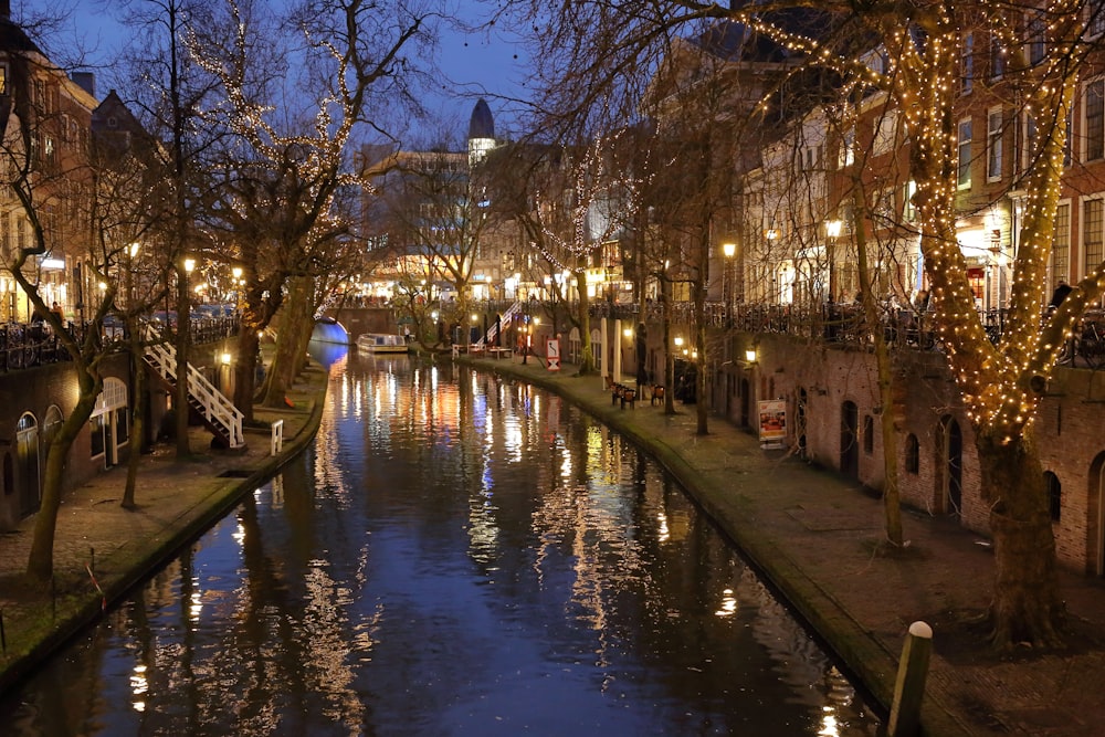 lighted trees near body of water during daytime