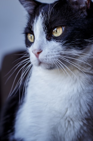 A close-up of a cat's face showing alert eyes and soft whiskers in natural light