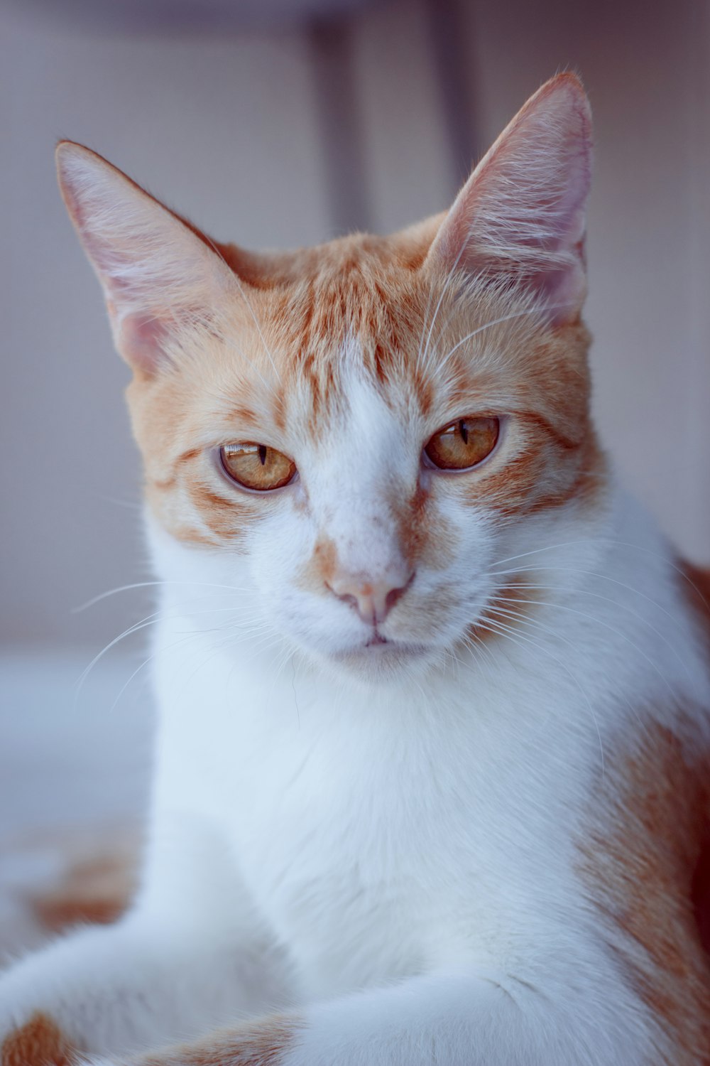 orange tabby cat