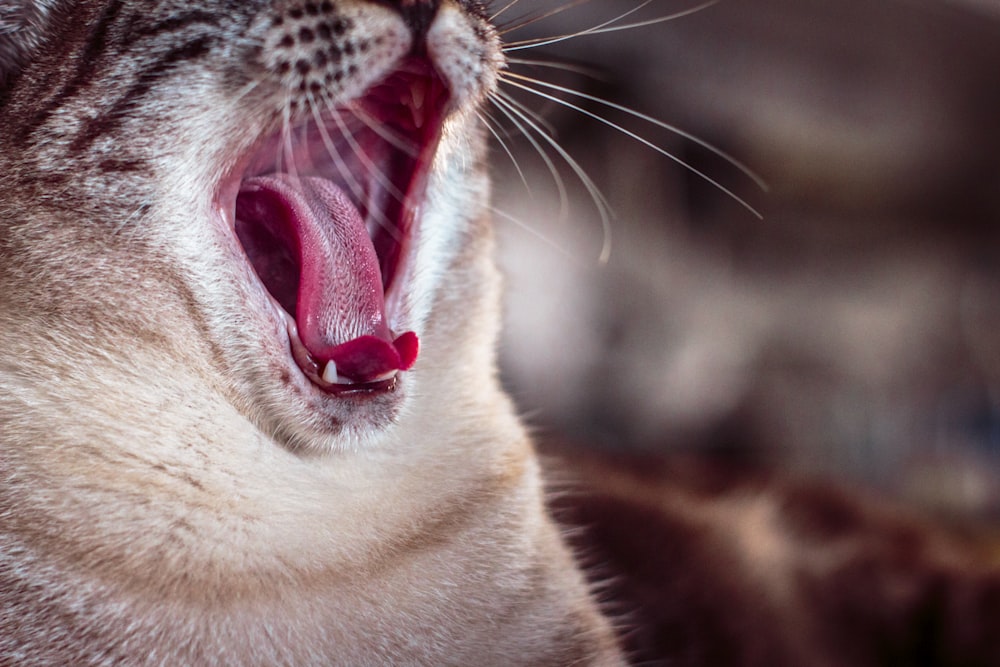 yawning cat