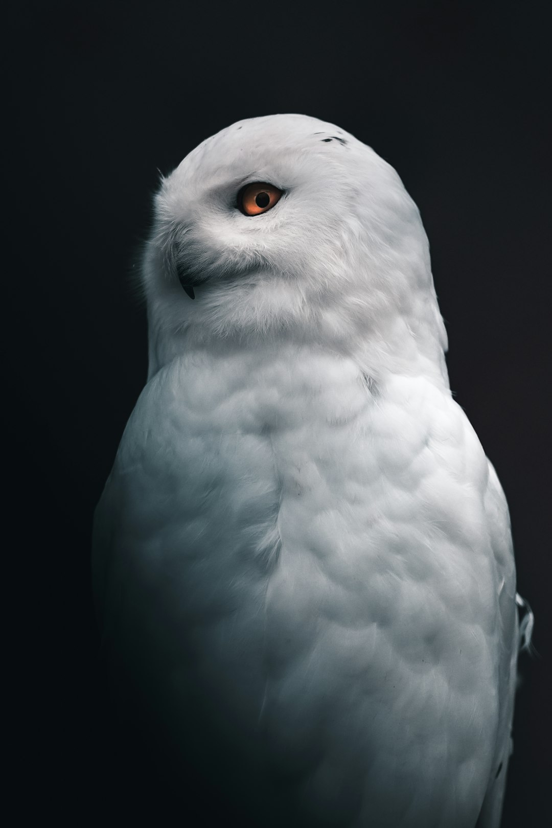  white owl owl
