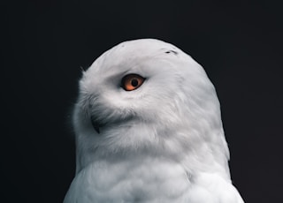 white owl