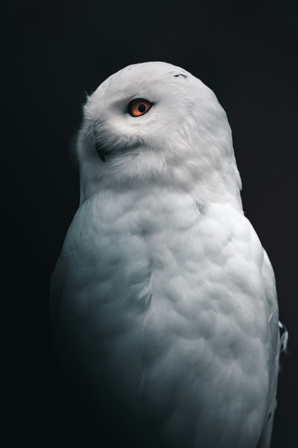 hibou blanc