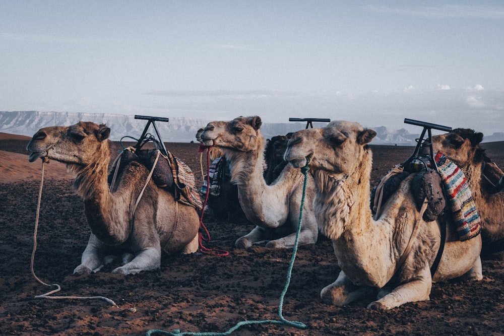 four brown camels