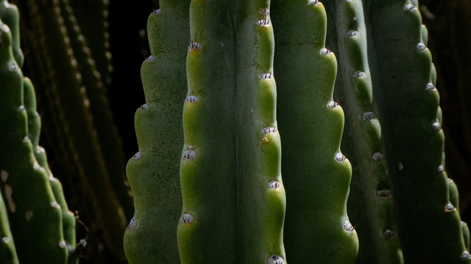 Panasonic DMC-ZS60 sample photo. Green cactus photography